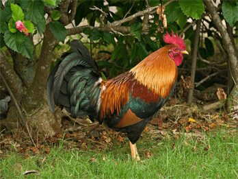 county chicken male