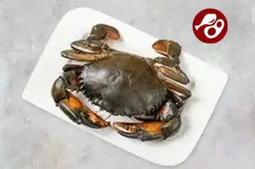 mud-crab