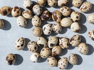 quail egg online in kolkata