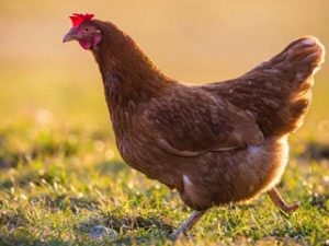 Country Chicken Female (Desi) Whole 580gm-690gm